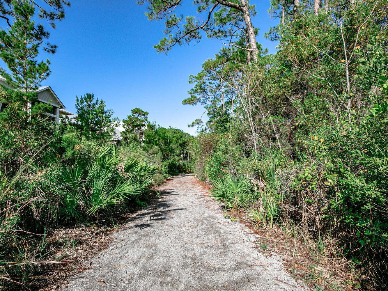 105 Lifeguard Loop West Inlet Beach, FL 32461 - Photo 40 of 45 a view of a pathway with plants and large trees