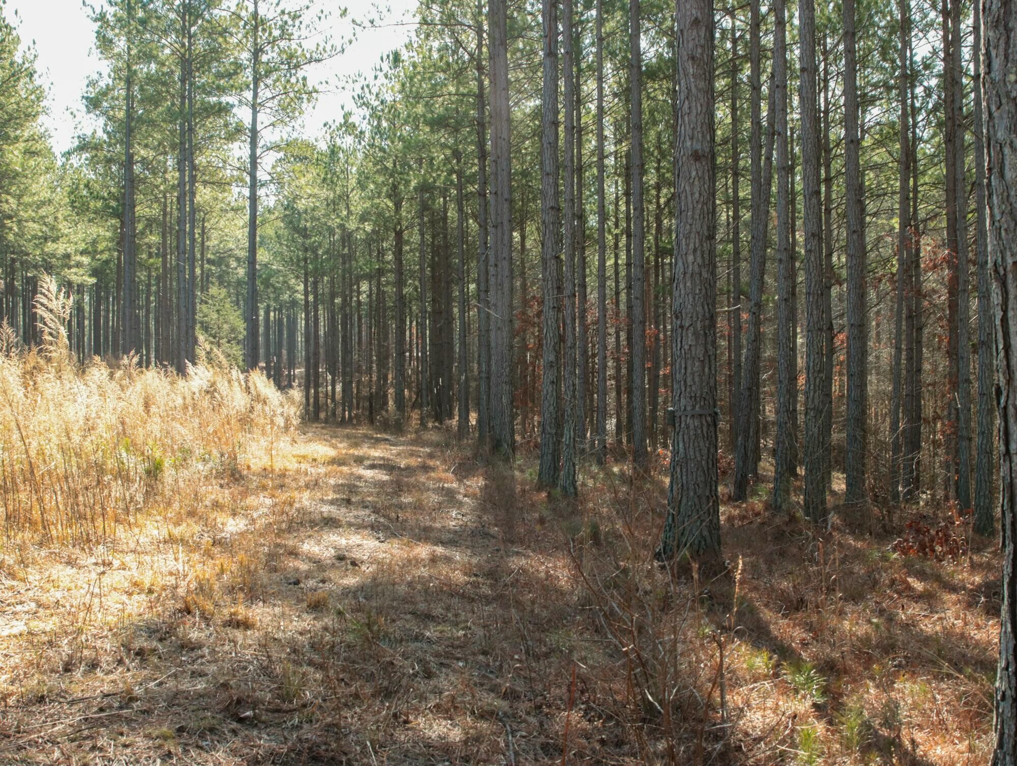 2618 Charles Road Decatur, TN 37322 - Photo 14 of 29 Gallery Image 14