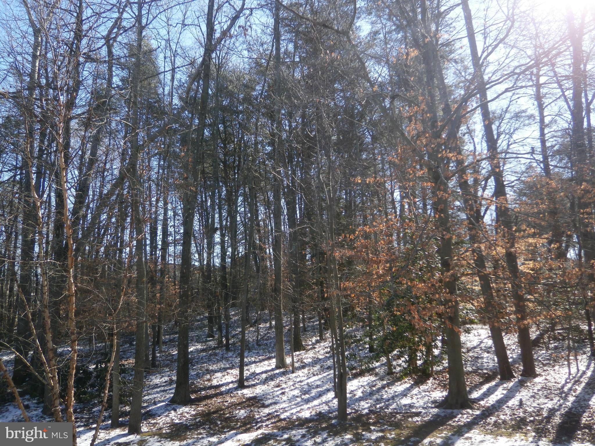 100 Spring Pl Way Annapolis, MD 21401 - Photo 15 of 15 a view of forest