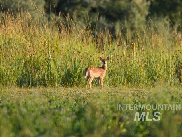 6891 West 2000 South Rexburg, ID 83440 - Photo 16 of 50 View of local wilderness