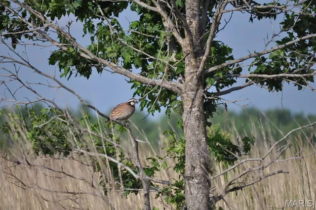 $3,250,000 | 1608 County Road 711, Matthews, MO 63867