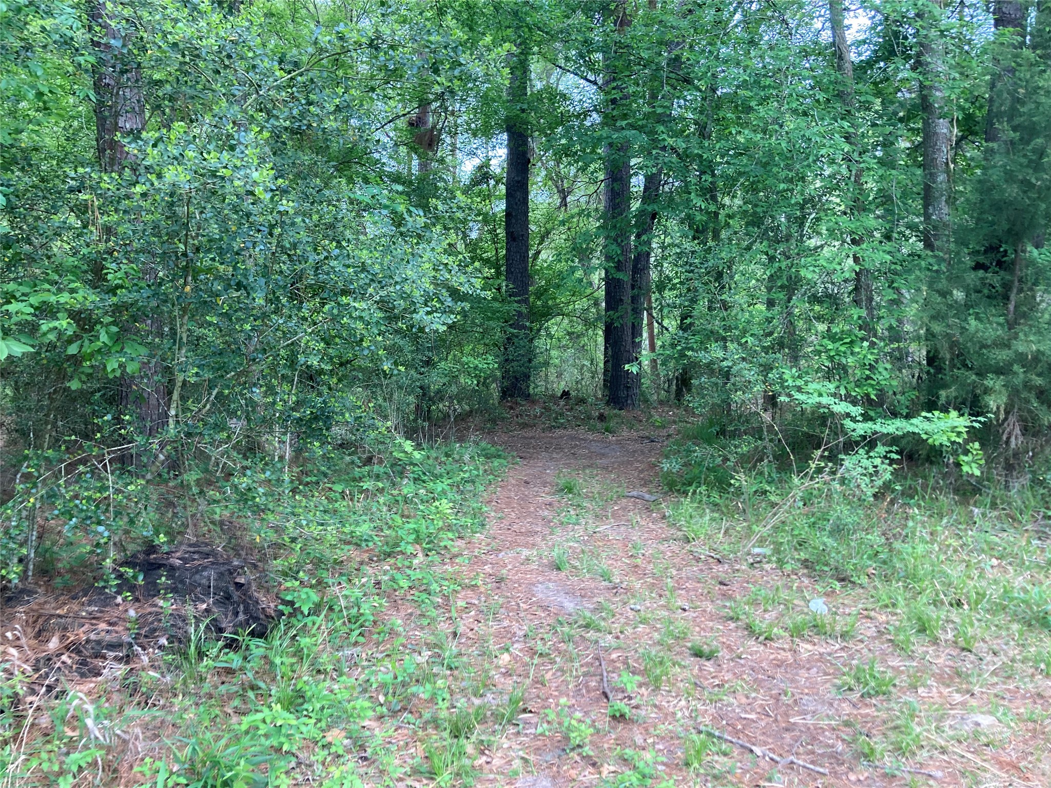 Tbd Afton Way Huffman, TX 77336 - Photo 18 of 25 A serene wooded area with a dirt path winding through lush greenery and tall trees, offering a natural and tranquil setting.
