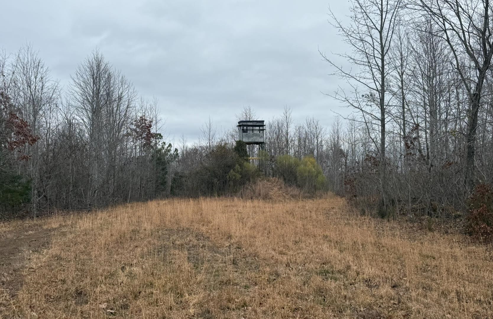 0 South Eagle Creek Road Holladay, TN 38341 - Photo 19 of 40 a view of a dry yard with trees