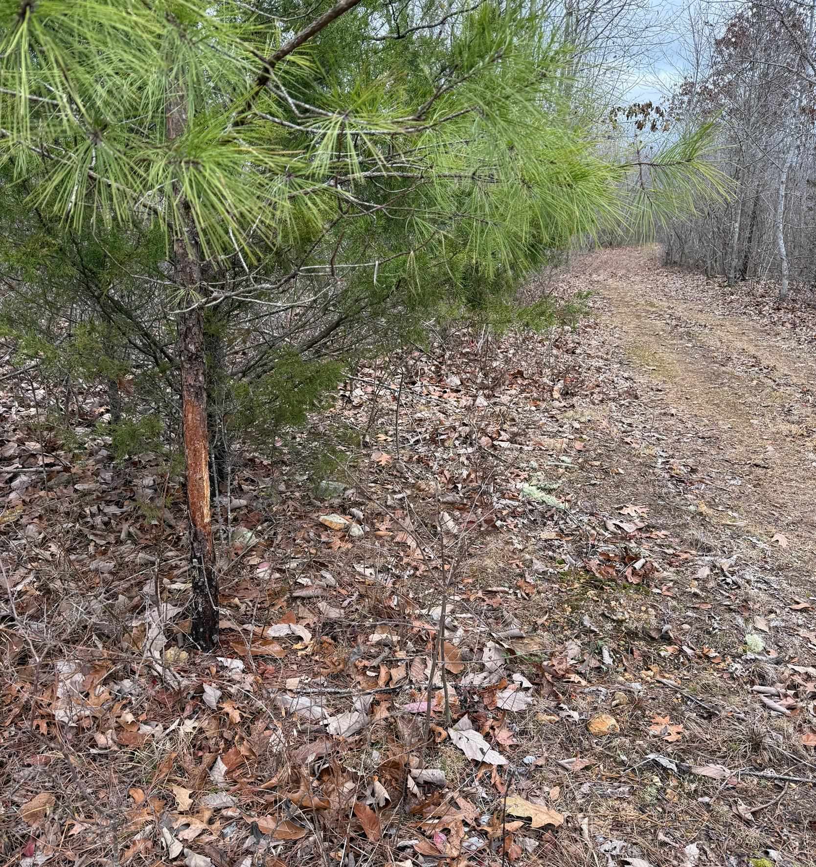 0 South Eagle Creek Road Holladay, TN 38341 - Photo 20 of 40 a big yard with lots of green space