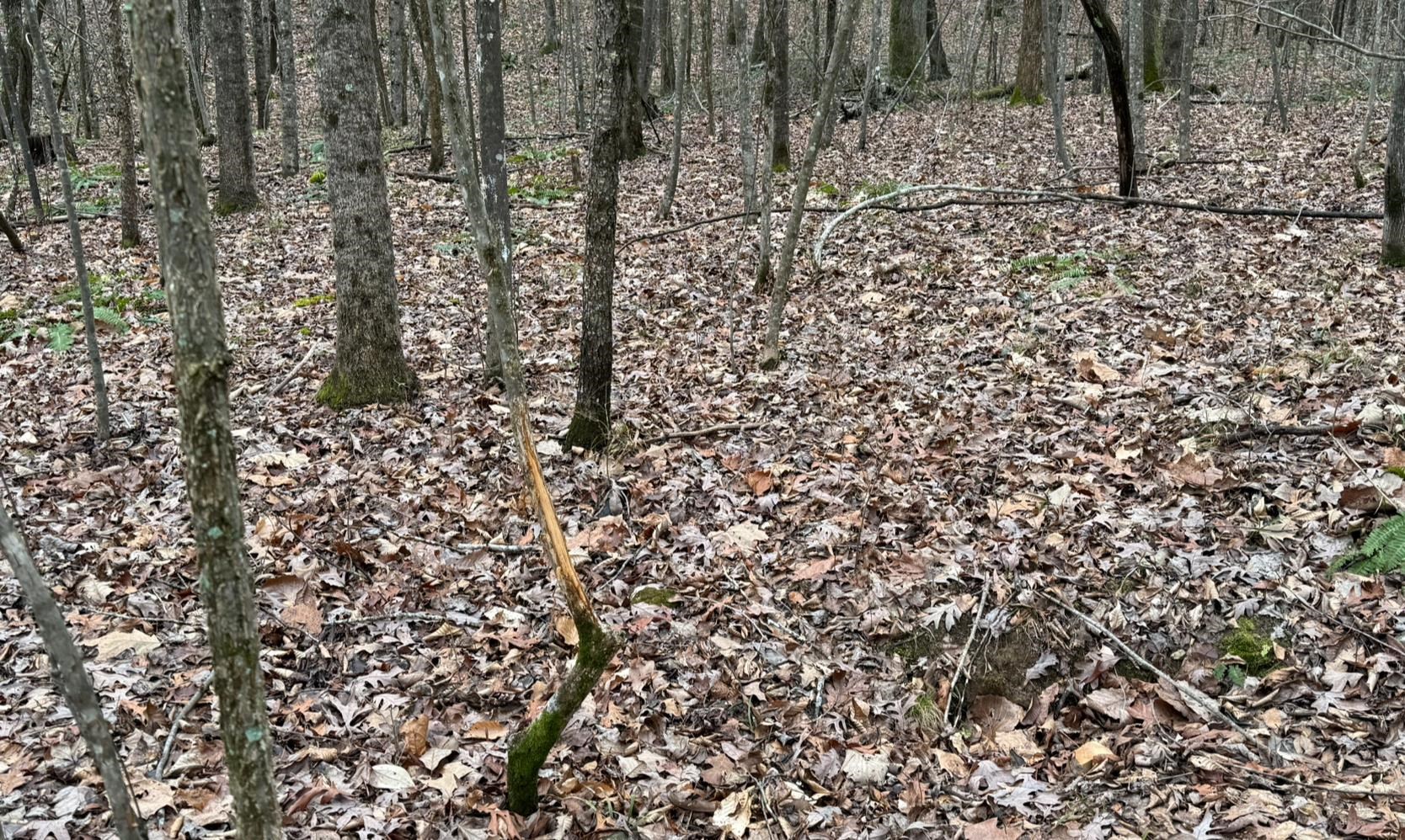 0 South Eagle Creek Road Holladay, TN 38341 - Photo 21 of 40 a view of a yard