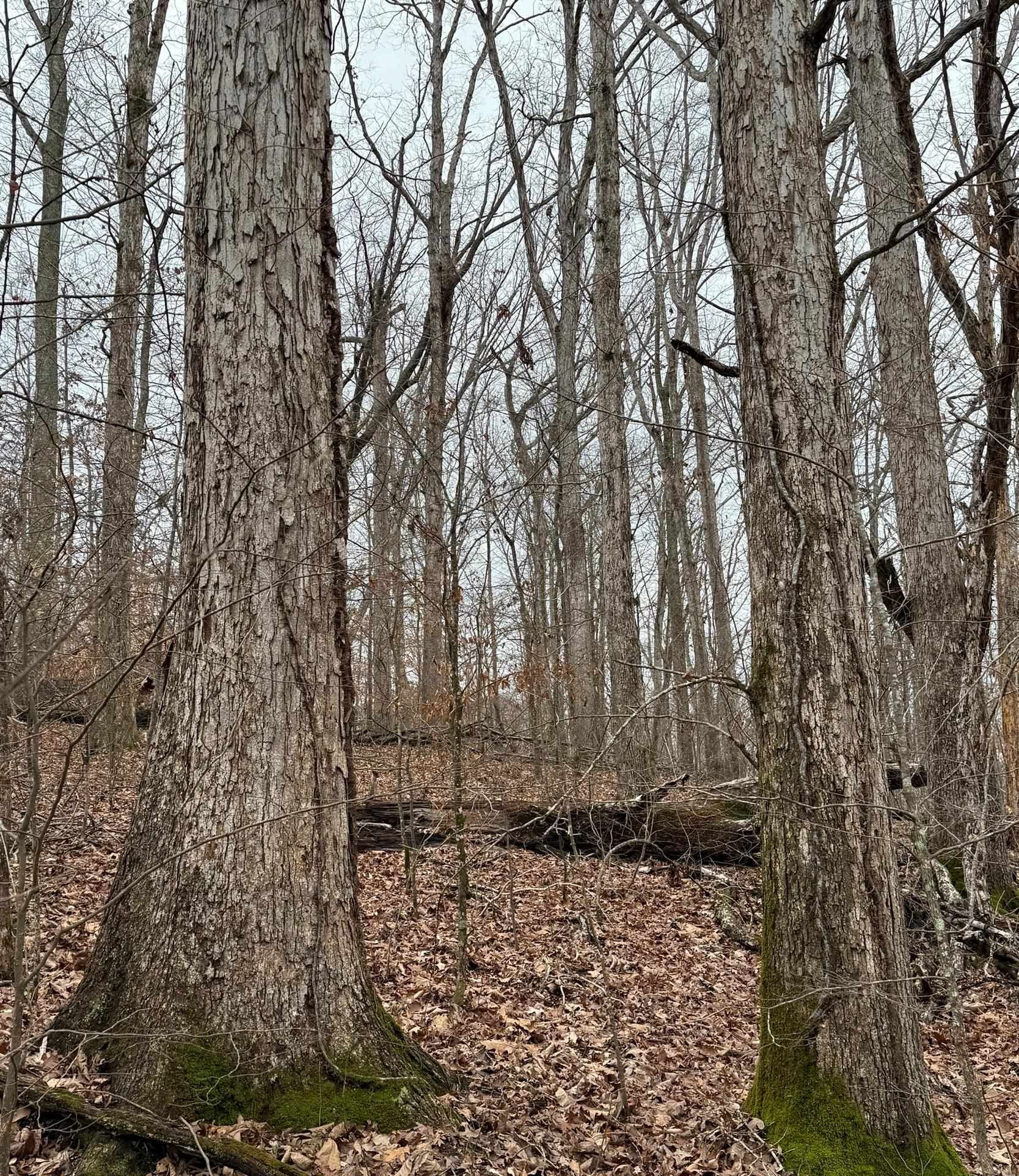 0 South Eagle Creek Road Holladay, TN 38341 - Photo 22 of 40 a view of a pathway of a building