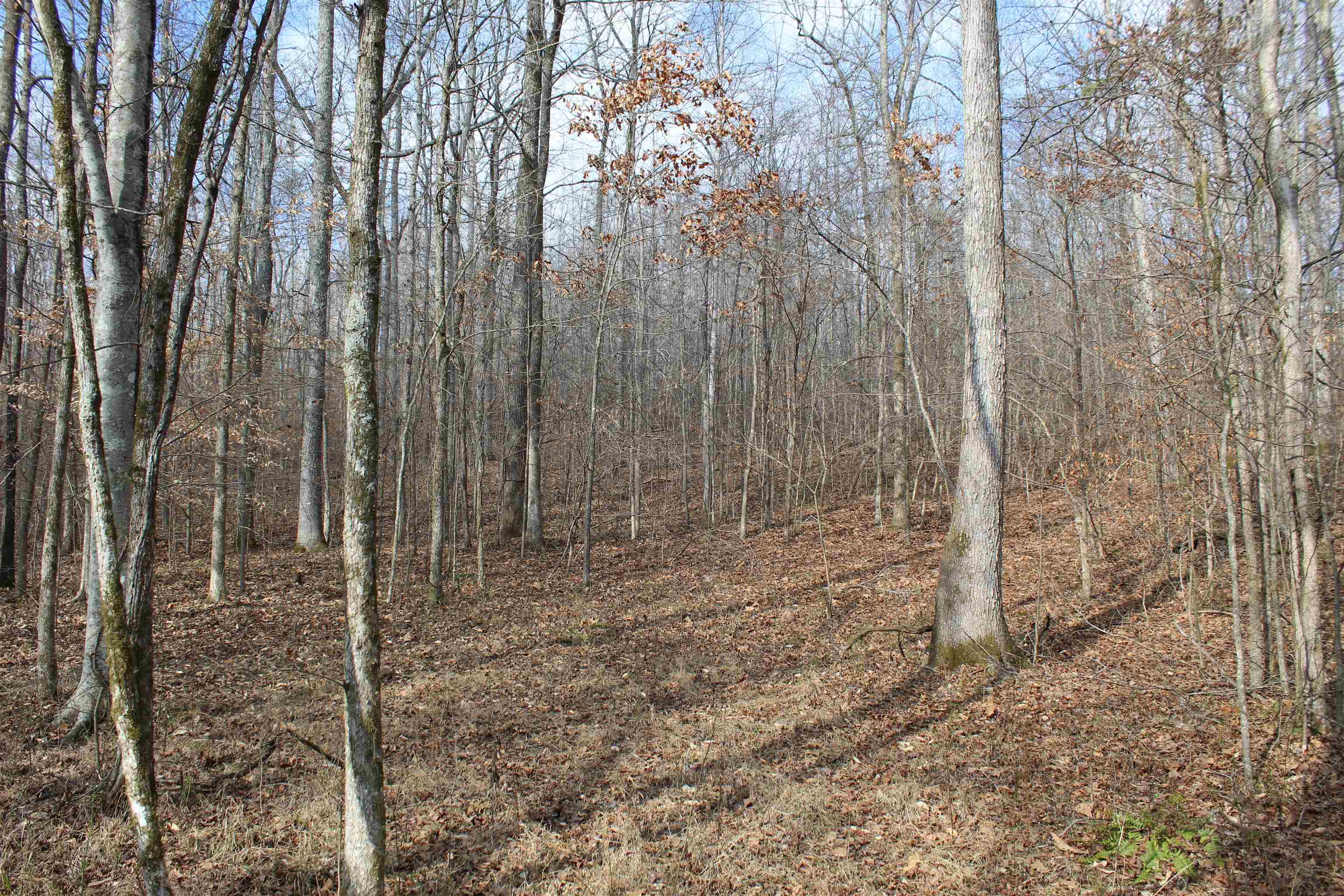 0 South Eagle Creek Road Holladay, TN 38341 - Photo 24 of 40 a view of a backyard