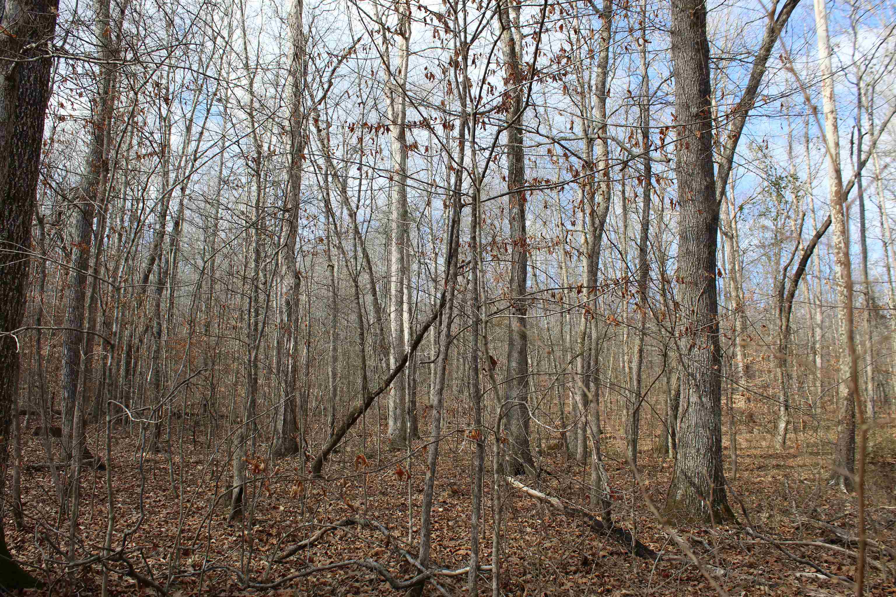 0 South Eagle Creek Road Holladay, TN 38341 - Photo 25 of 40 a view of a yard with large trees