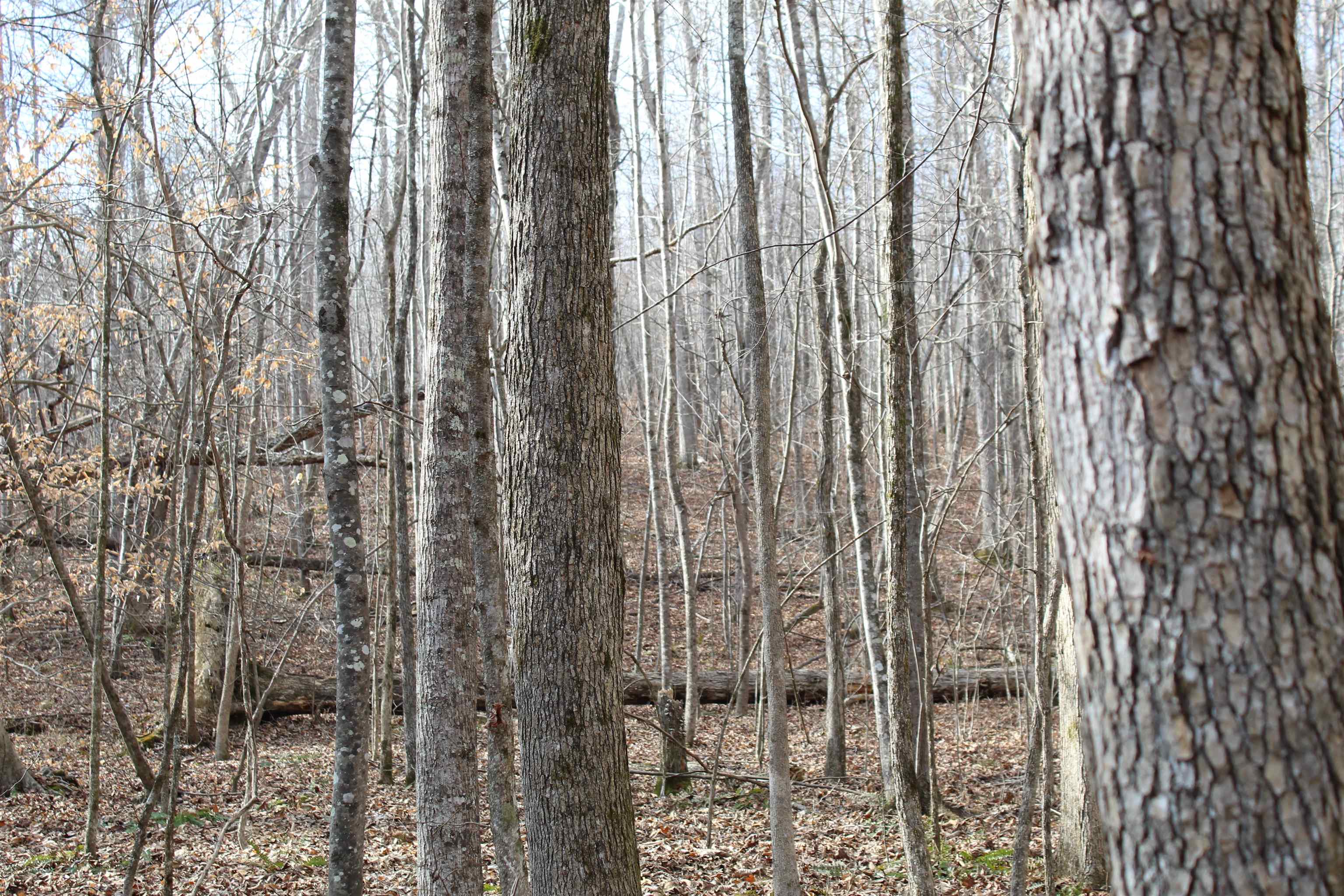 0 South Eagle Creek Road Holladay, TN 38341 - Photo 27 of 40 a view of a forest