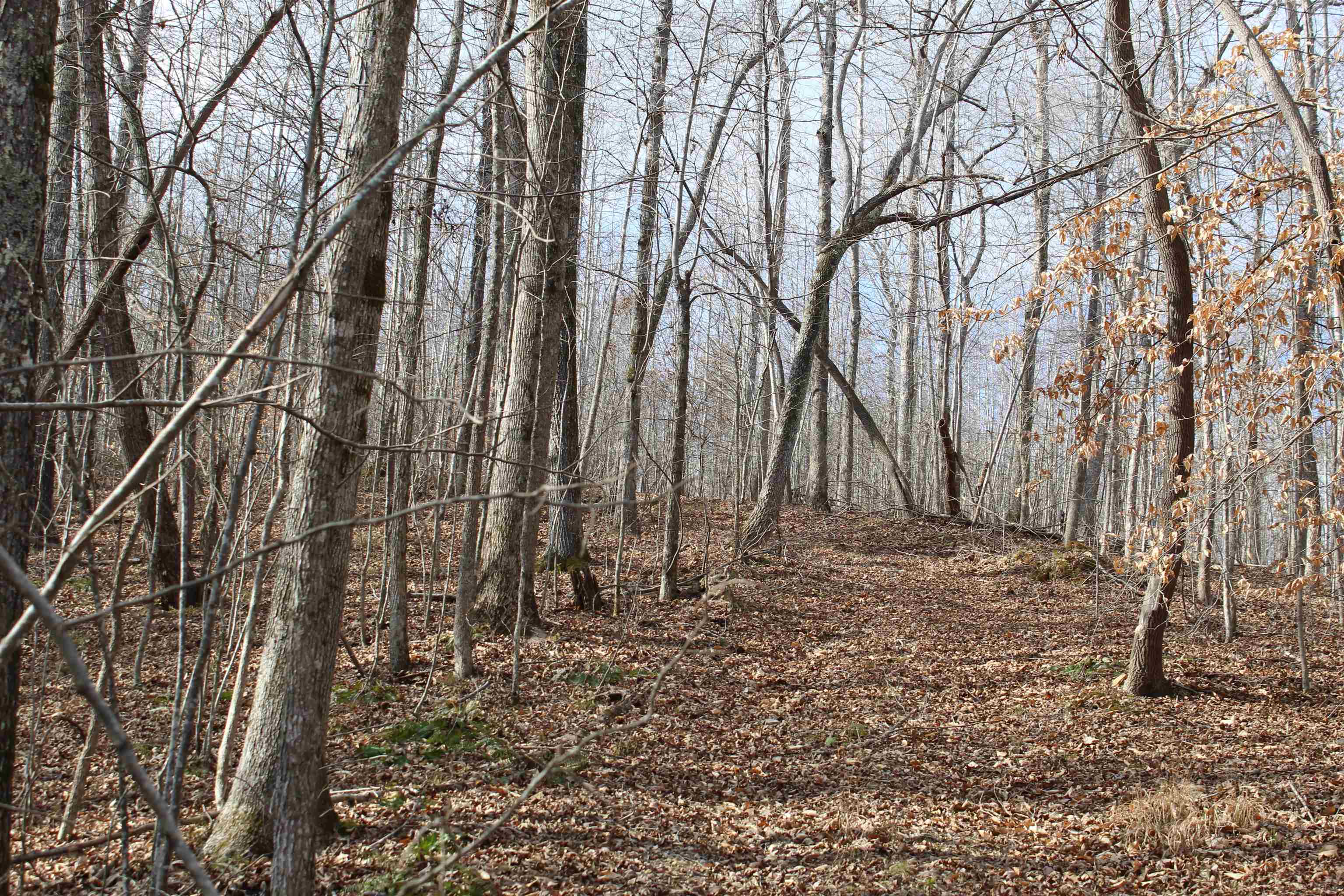 0 South Eagle Creek Road Holladay, TN 38341 - Photo 28 of 40 a backyard of a house with lots of green space