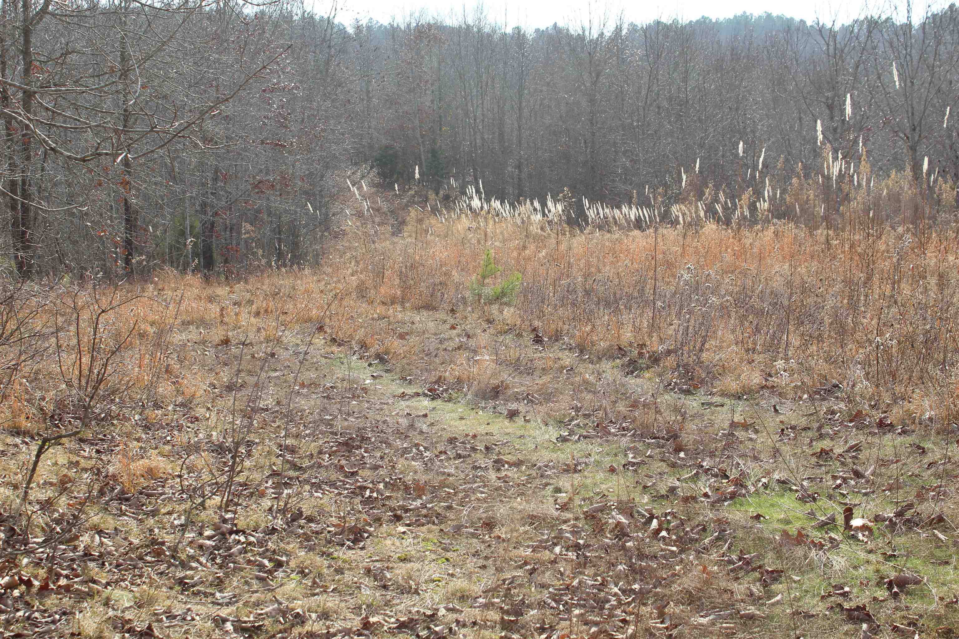 0 South Eagle Creek Road Holladay, TN 38341 - Photo 29 of 40 a view of small yard