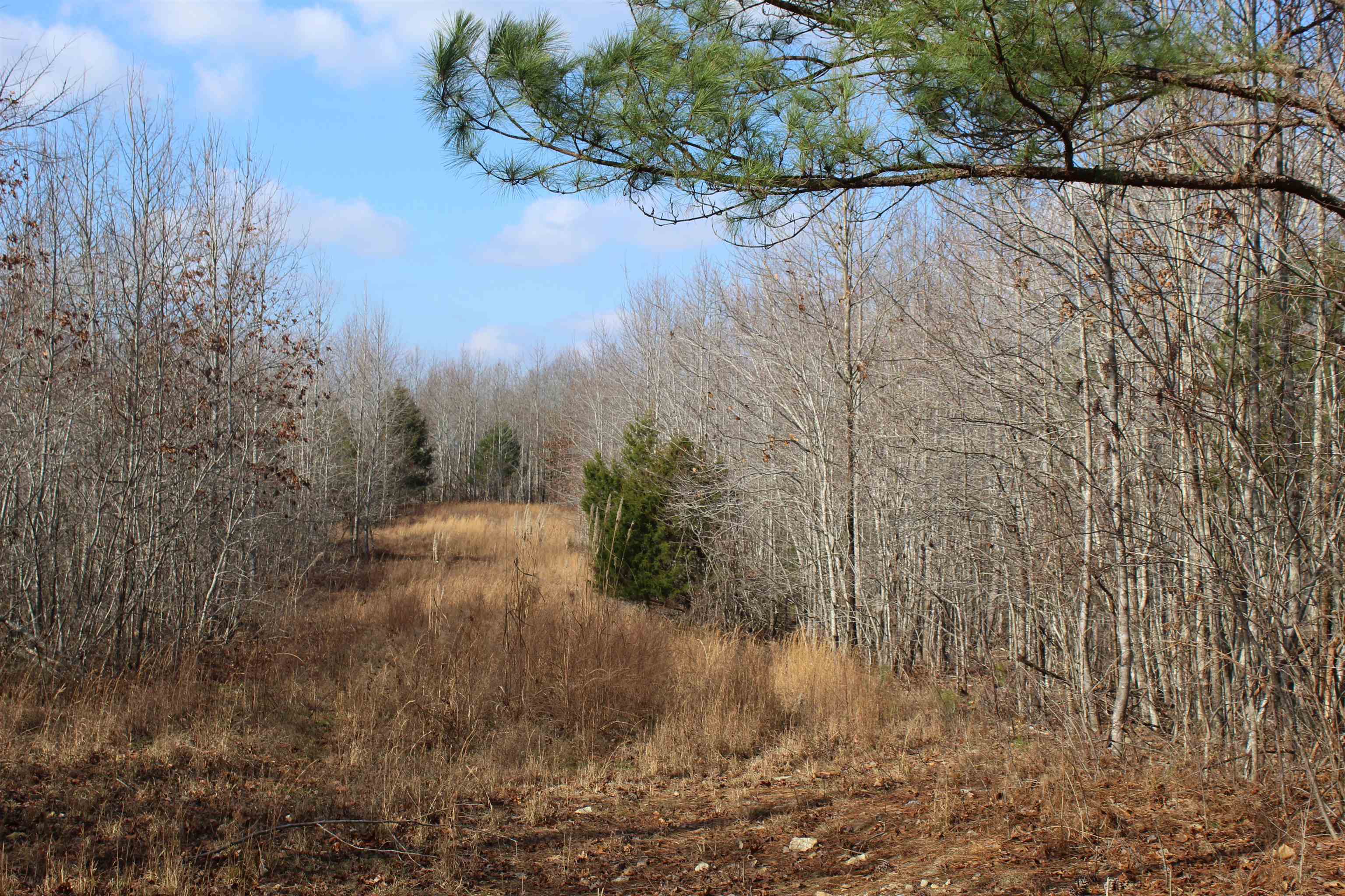 0 South Eagle Creek Road Holladay, TN 38341 - Photo 32 of 40 a view of a dry yard