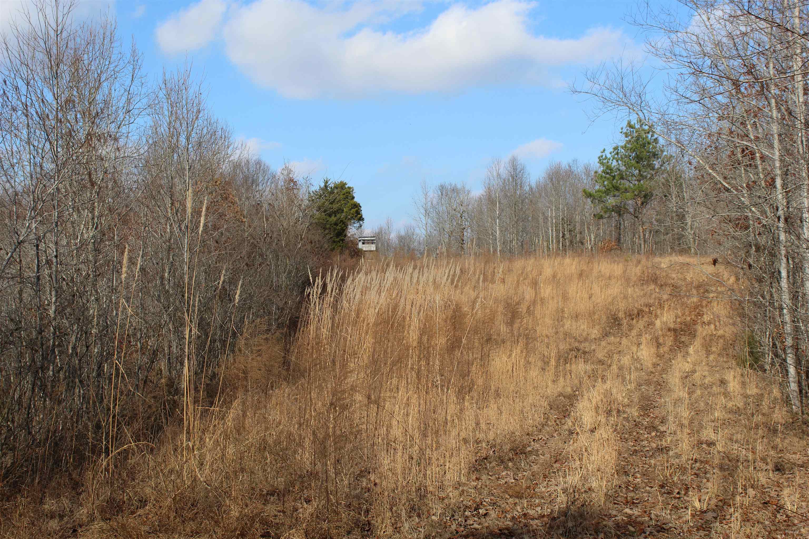 0 South Eagle Creek Road Holladay, TN 38341 - Photo 33 of 40 a view of a yard