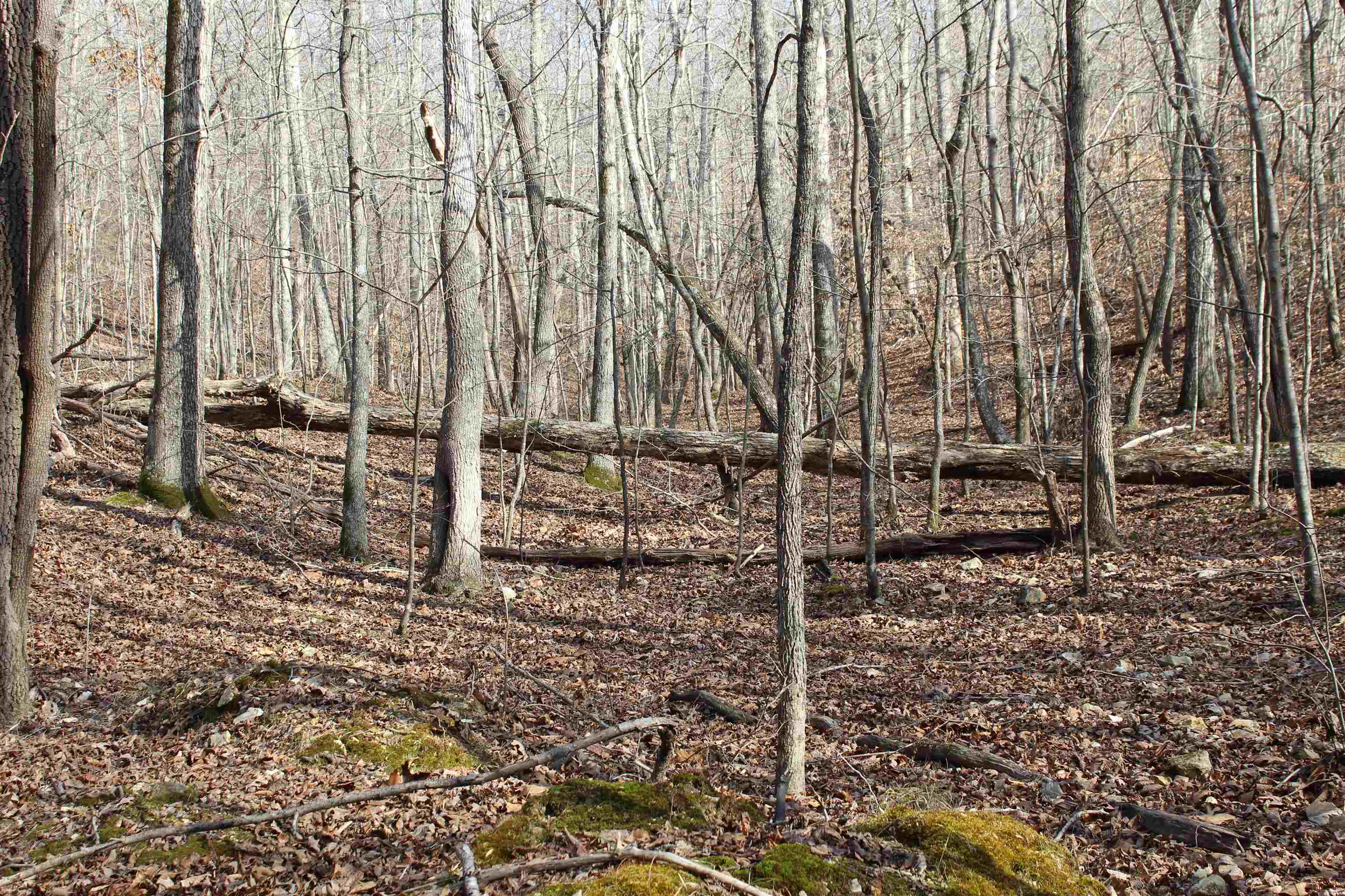 0 South Eagle Creek Road Holladay, TN 38341 - Photo 35 of 40 a view of a backyard