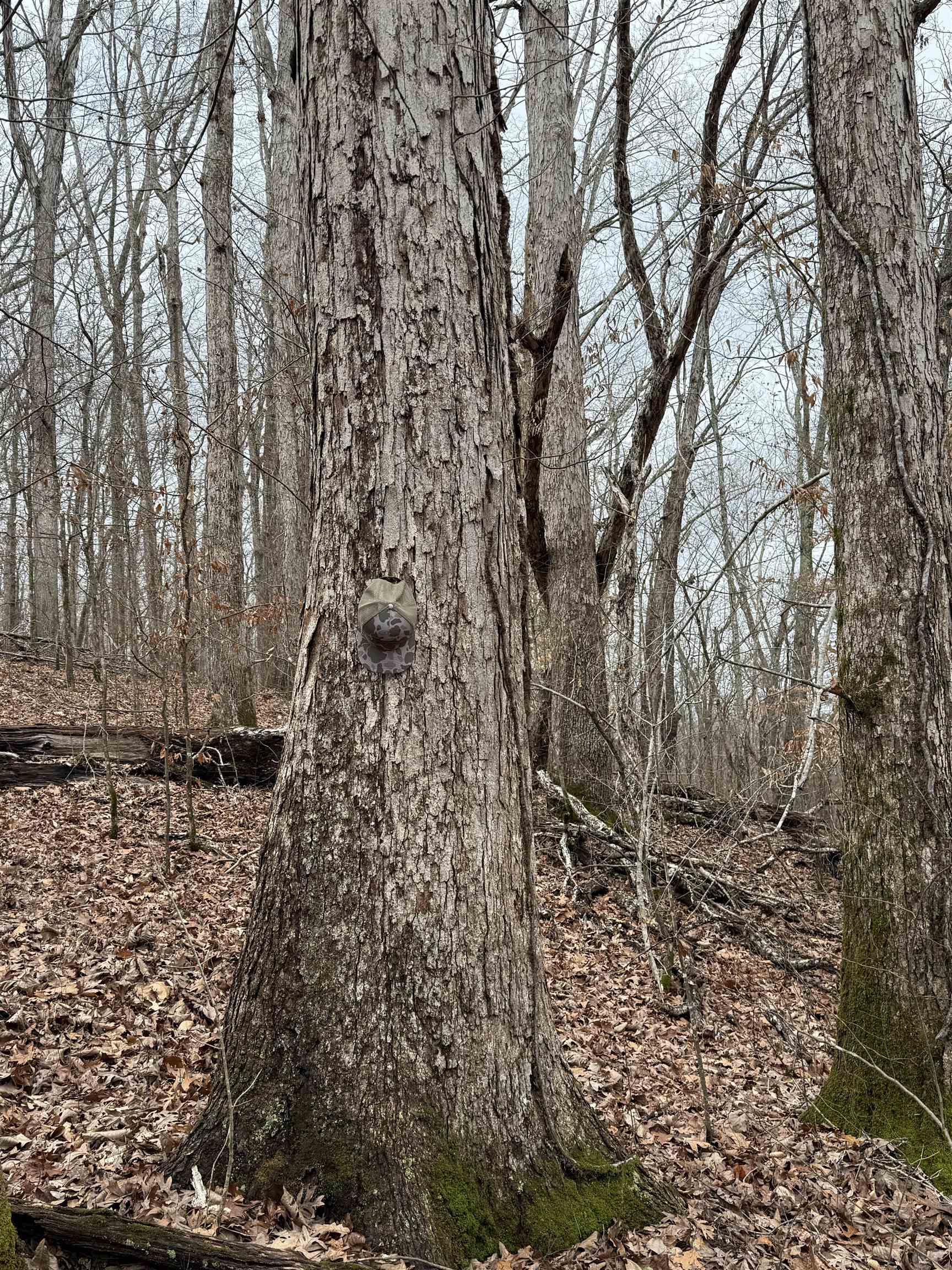 0 South Eagle Creek Road Holladay, TN 38341 - Photo 36 of 40 a view of a yard with large trees