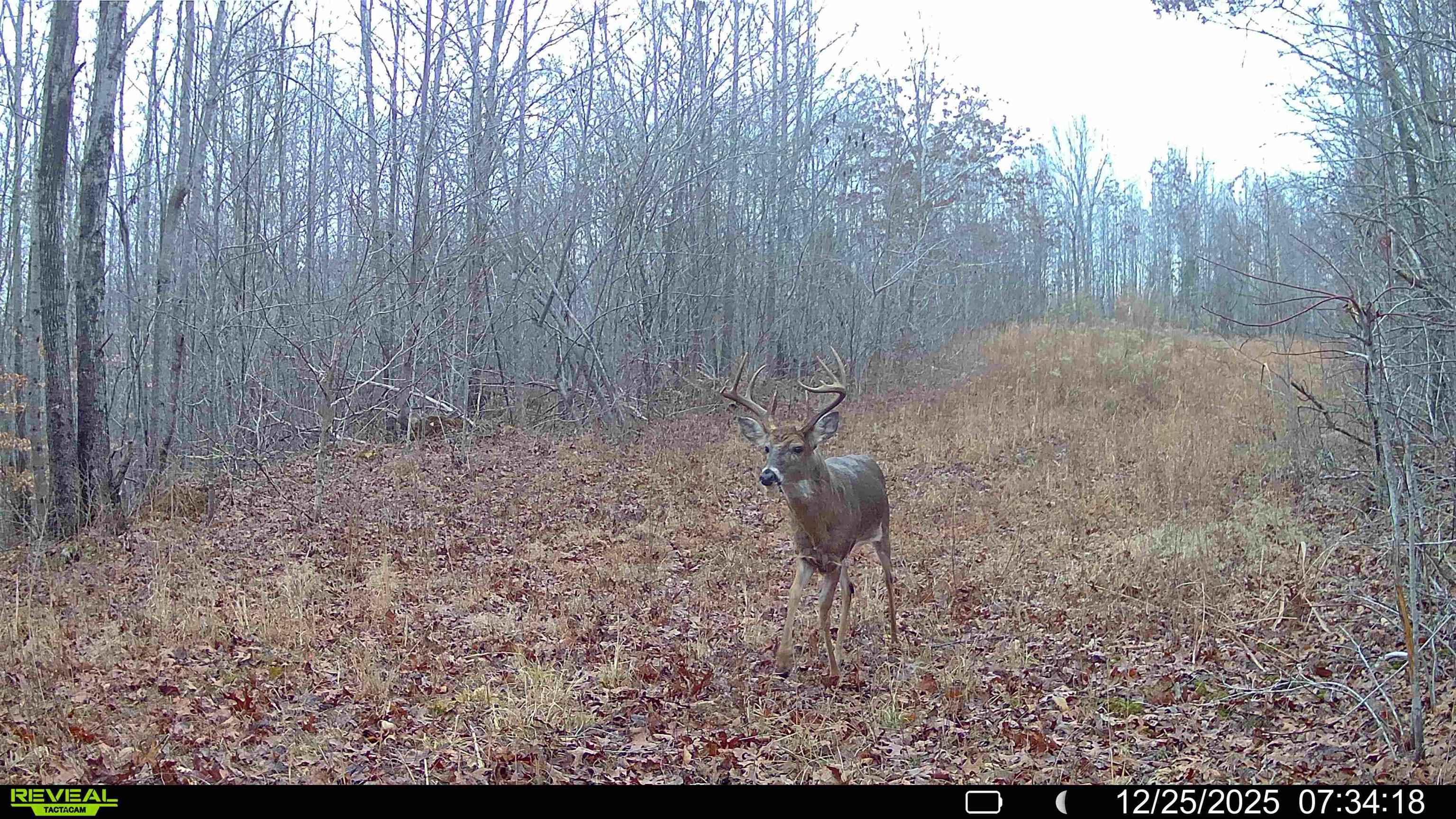 0 South Eagle Creek Road Holladay, TN 38341 - Photo 38 of 40 a view of a dry yard