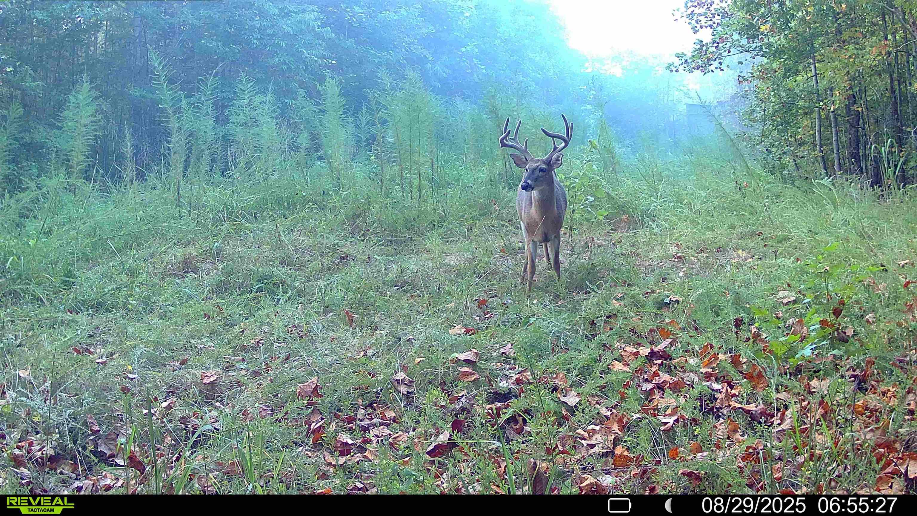 0 South Eagle Creek Road Holladay, TN 38341 - Photo 39 of 40 a view of a garden