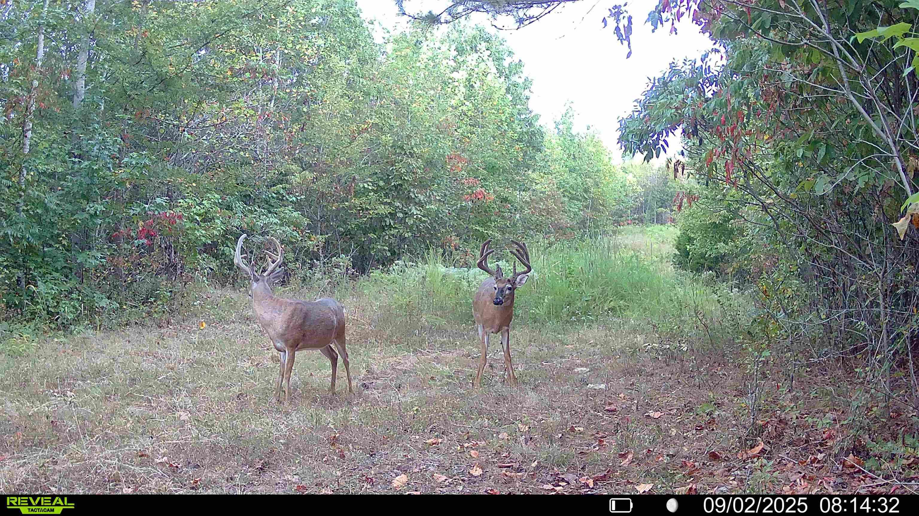 0 South Eagle Creek Road Holladay, TN 38341 - Photo 40 of 40 a view of a yard