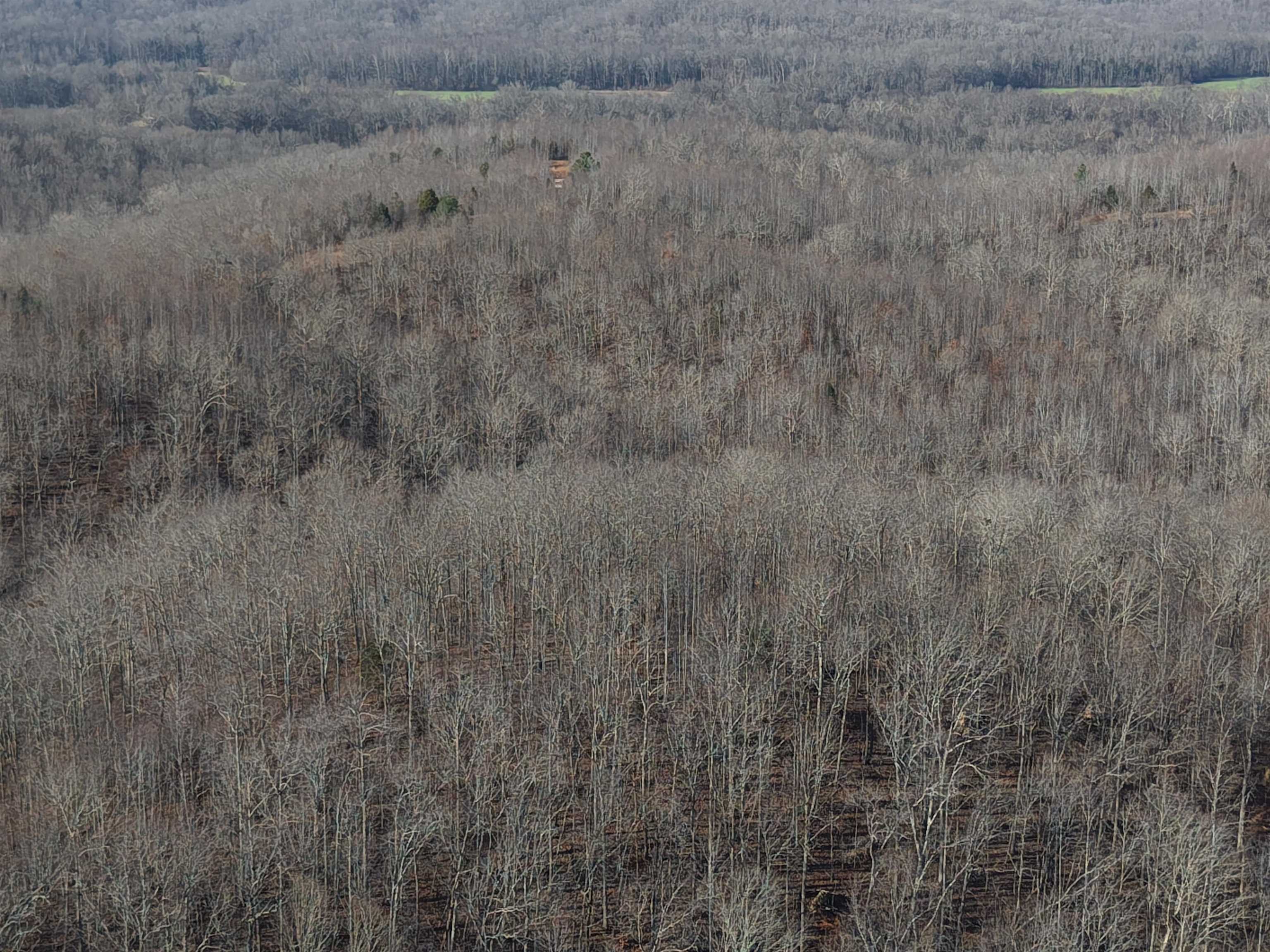 0 South Eagle Creek Road Holladay, TN 38341 - Photo 7 of 40 a view of a dry yard