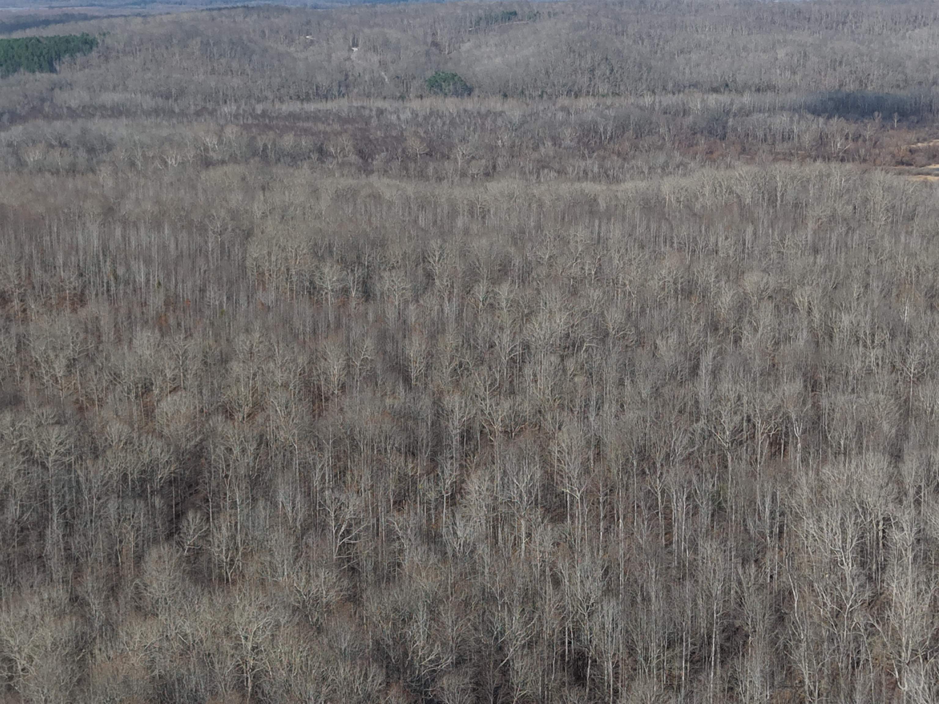 0 South Eagle Creek Road Holladay, TN 38341 - Photo 8 of 40 a close view of wooden floor