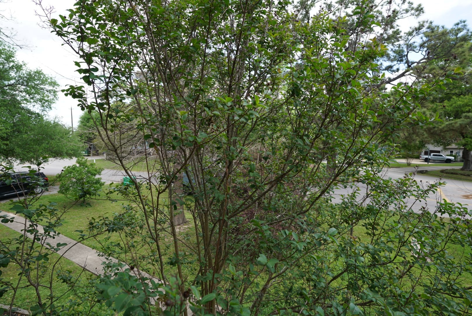 3309 Lawrence Street Houston, TX 77018 - Photo 13 of 21 a view of car parked in middle of forest