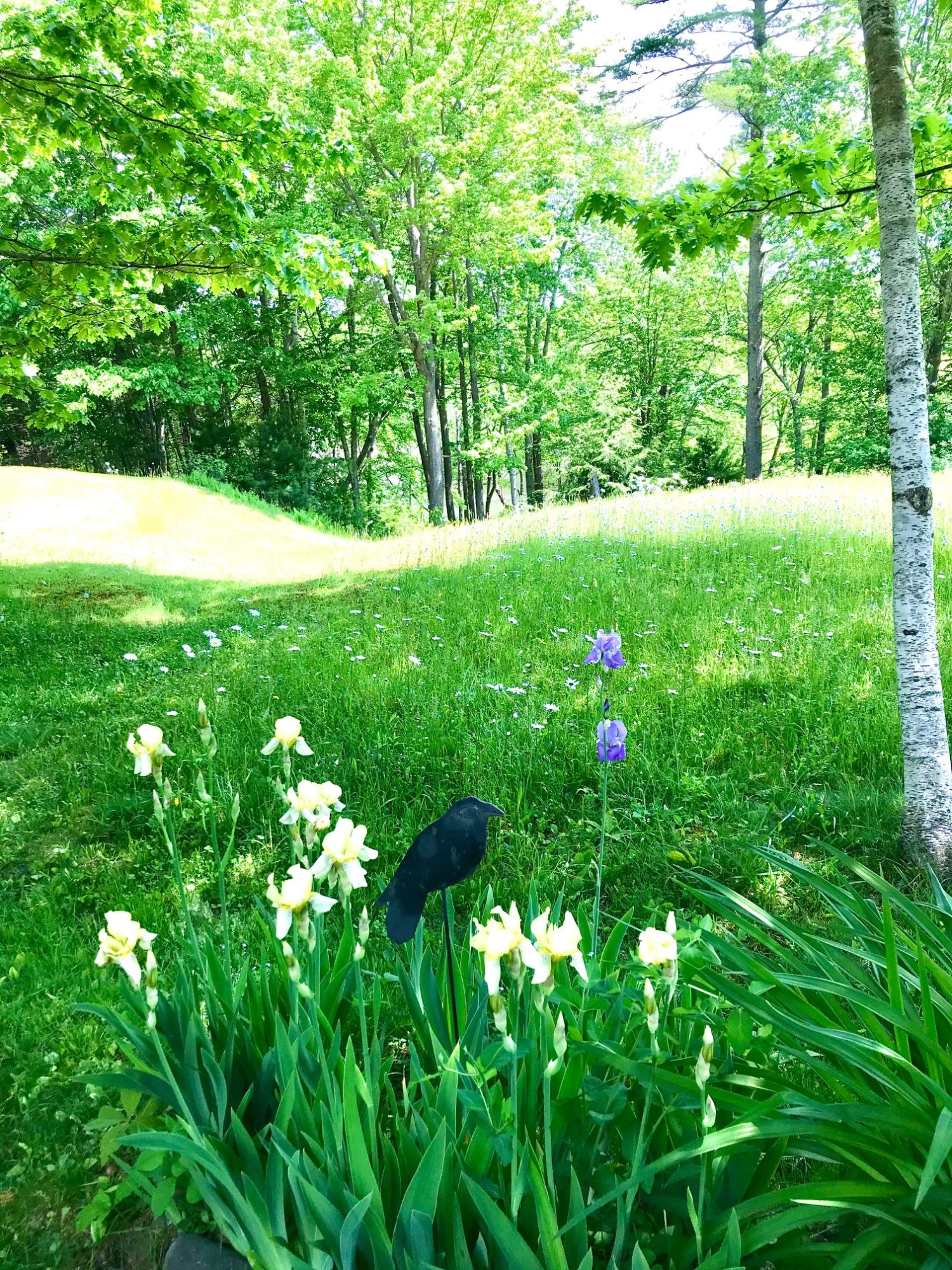 6 Riverside Place Kennebunk, ME 04043 - Photo 53 of 59 Back yard
