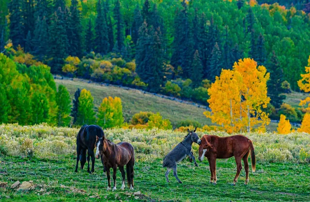 $1,100,000 | Tbd Whiteley Road, Placerville, CO 81430