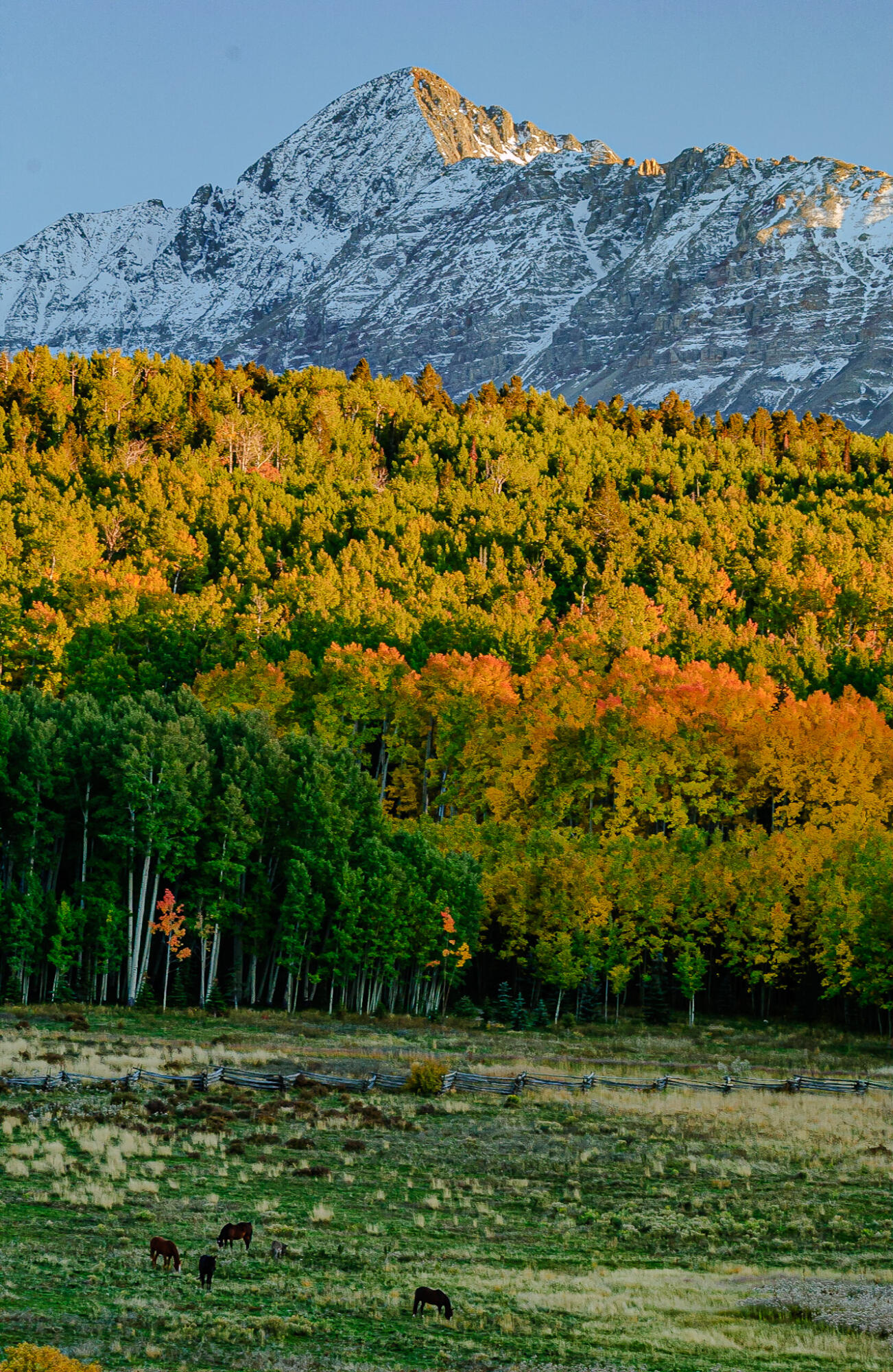 Tbd Whiteley Road Placerville, CO 81430 - Photo 19 of 35 Horses photographed from knoll on Wilson