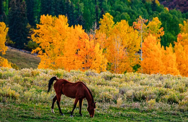 $1,100,000 | Tbd Whiteley Road, Placerville, CO 81430