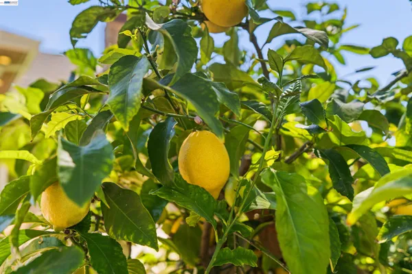 $2,450,000 | Downtown Pleasanton, Pleasanton, CA 94566