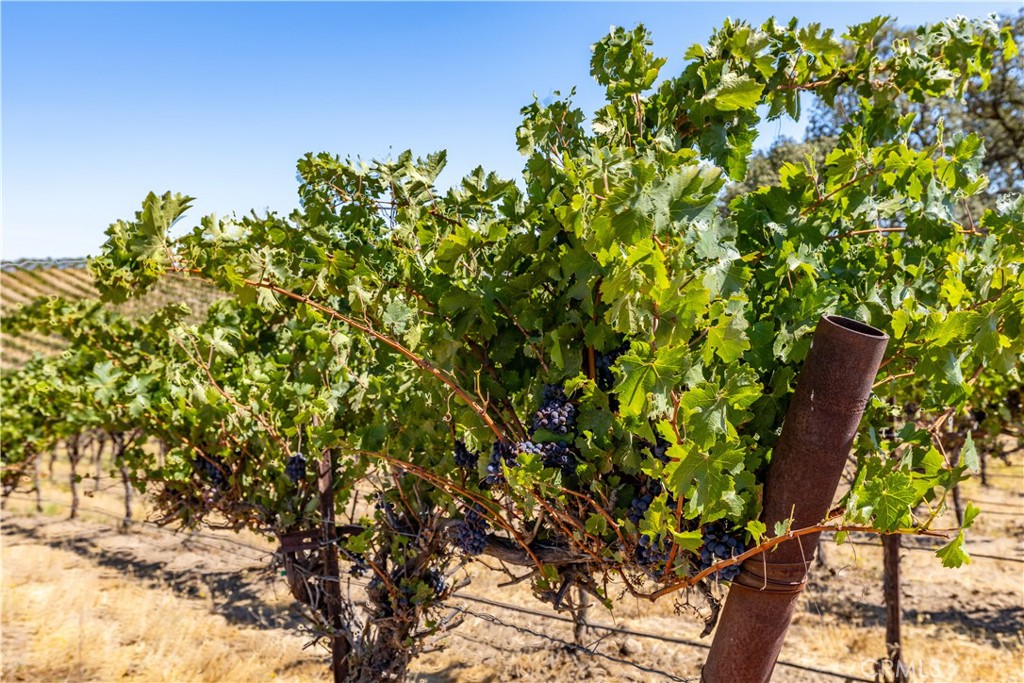 4825 Mill Road Paso Robles, CA 93446 - Photo 34 of 35 a view of a plant