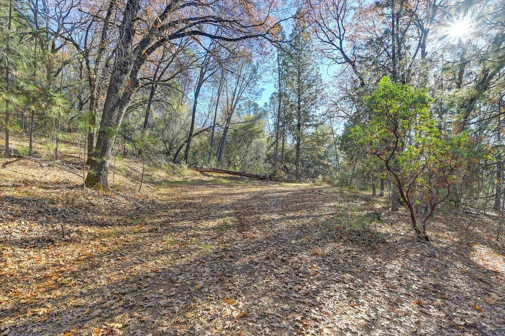 23050 Retherford Road Auburn, CA 95602 - Photo 20 of 39 a view of dirt yard with a tree