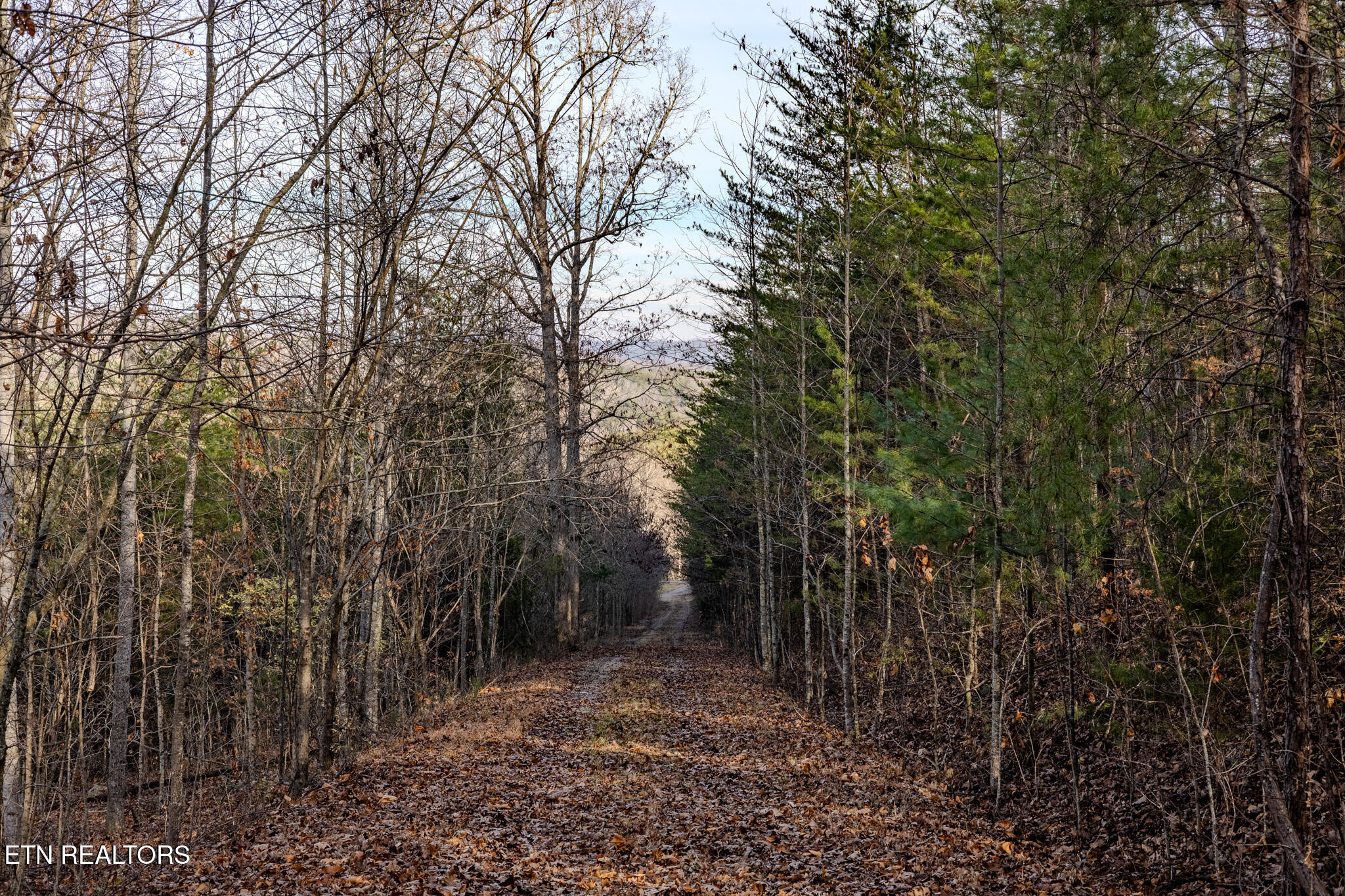Lot 2 Unicoi Church Road Tellico Plains, TN 37385 - Photo 6 of 12 1N9A6577-HDR