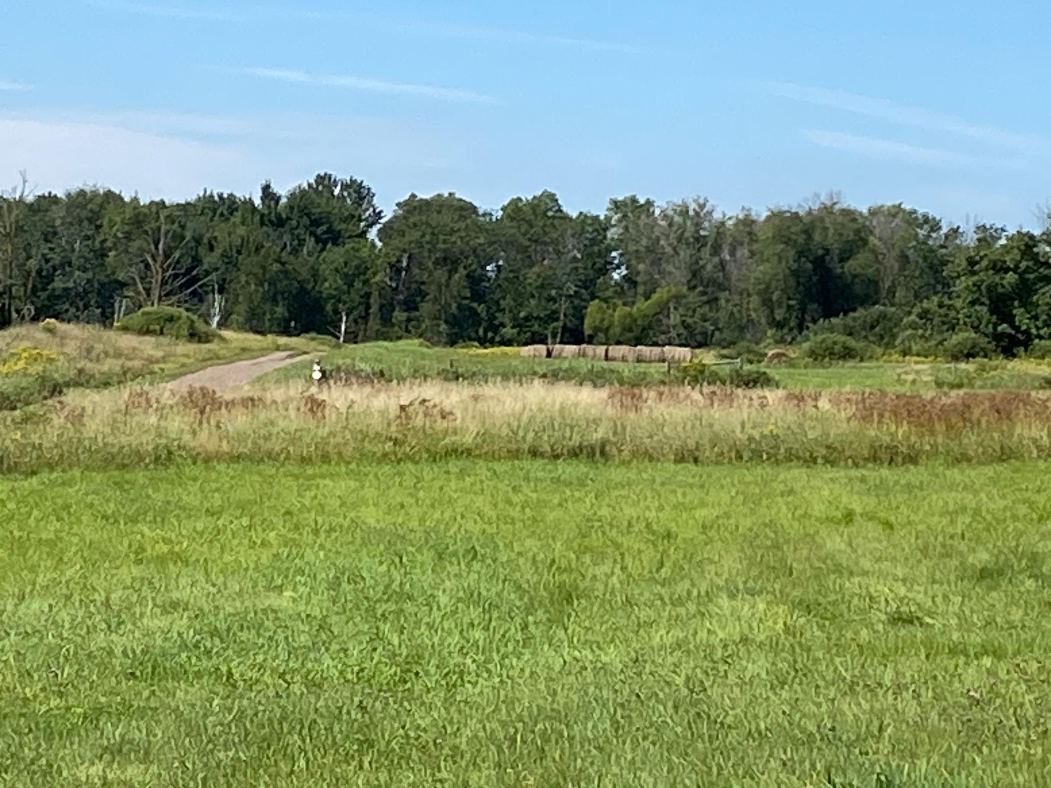 170-xx Ivy Road Milaca, MN 56353 - Photo 3 of 4