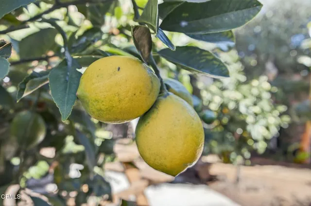 a view of a wooden floor with a tree