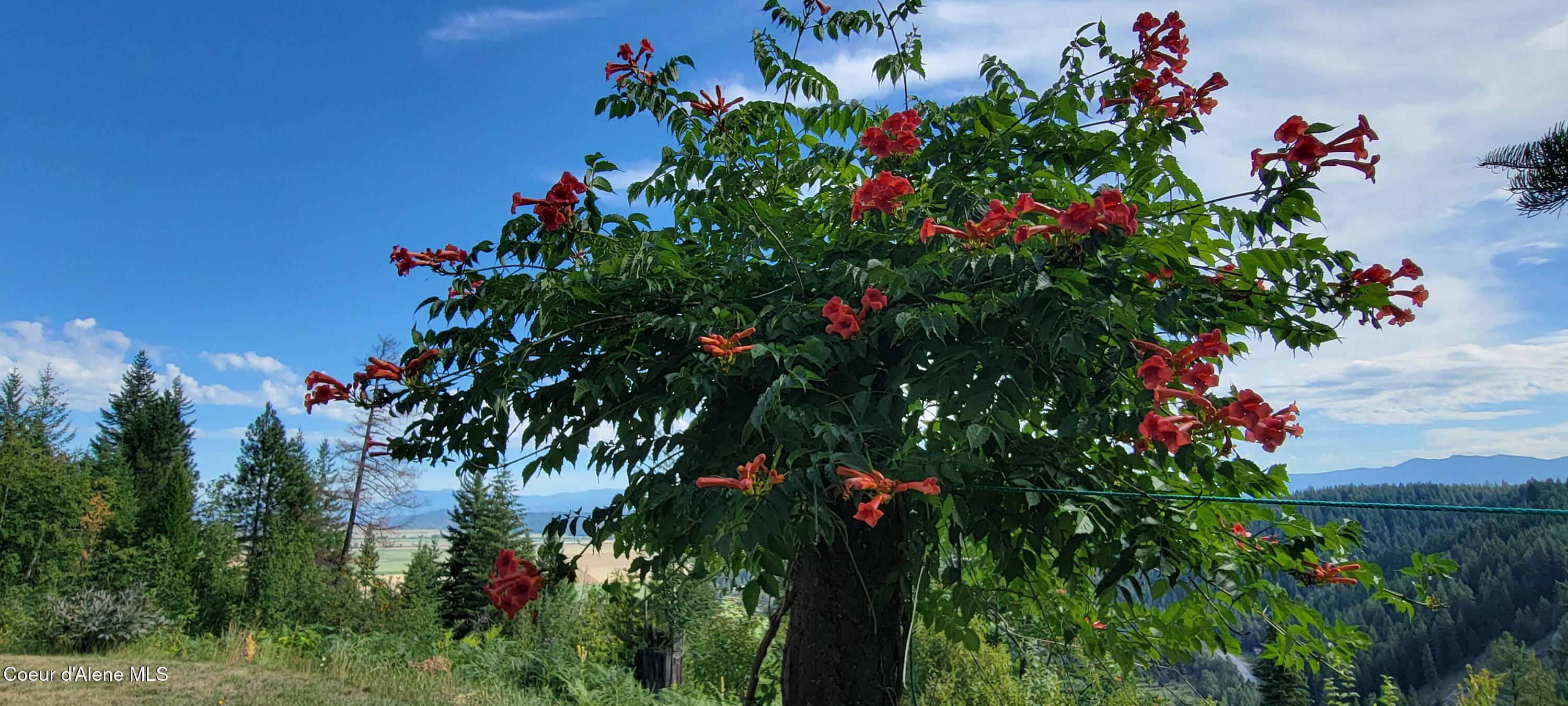 271 Windswept Court Naples, ID 83847 - Photo 30 of 38 Flora