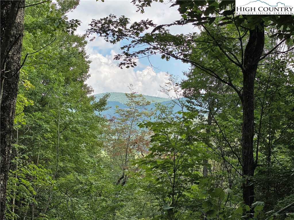 2 Spring Mountain Trail Boone, NC 28607 - Photo 3 of 15 a view of a tree in a yard