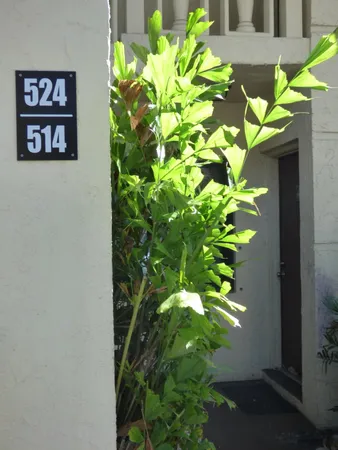 a plant with a bunch of flowers