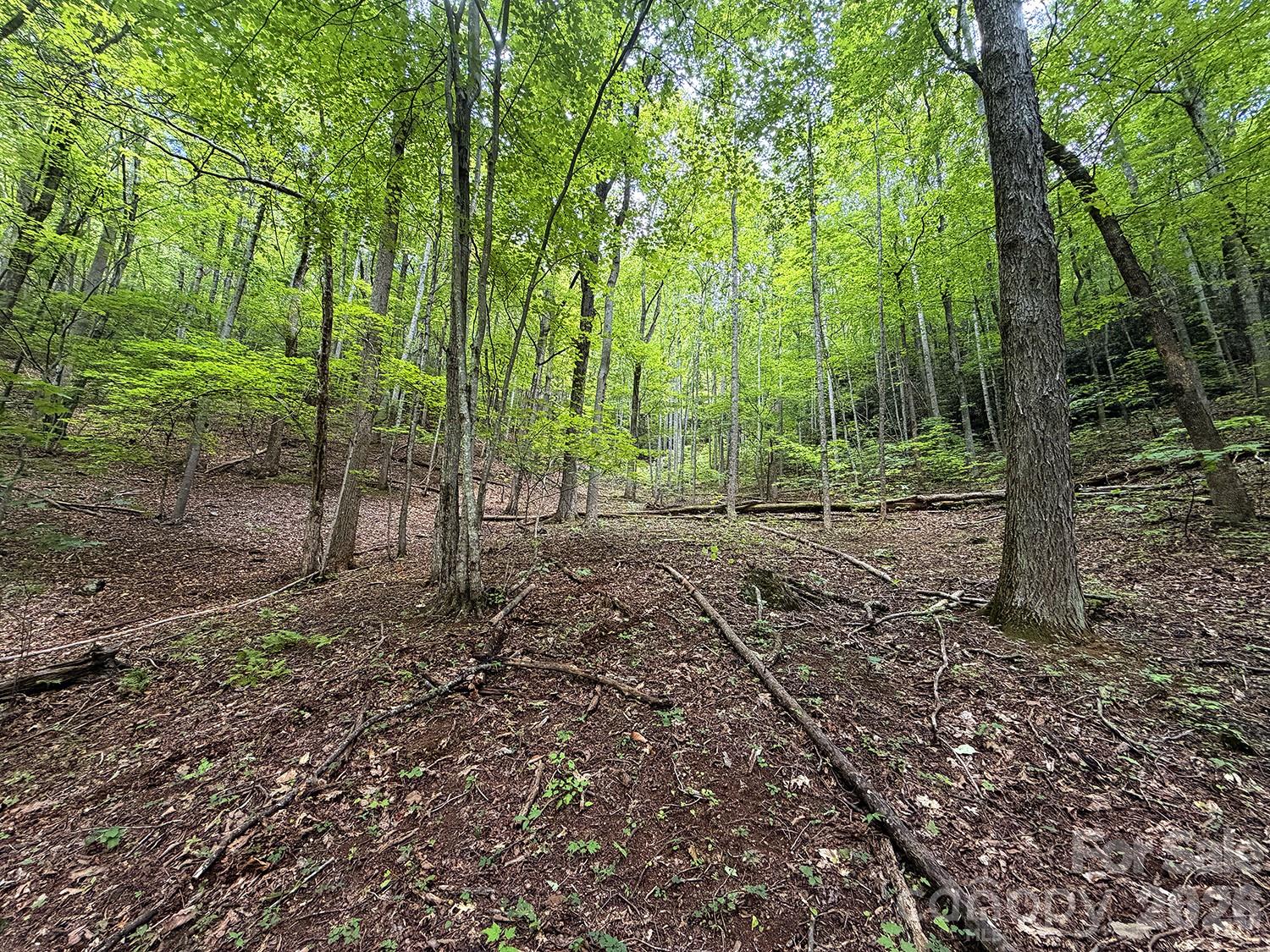 7777 Saw Branch Road Candler, NC 28715 - Photo 8 of 19 Gallery Image 8