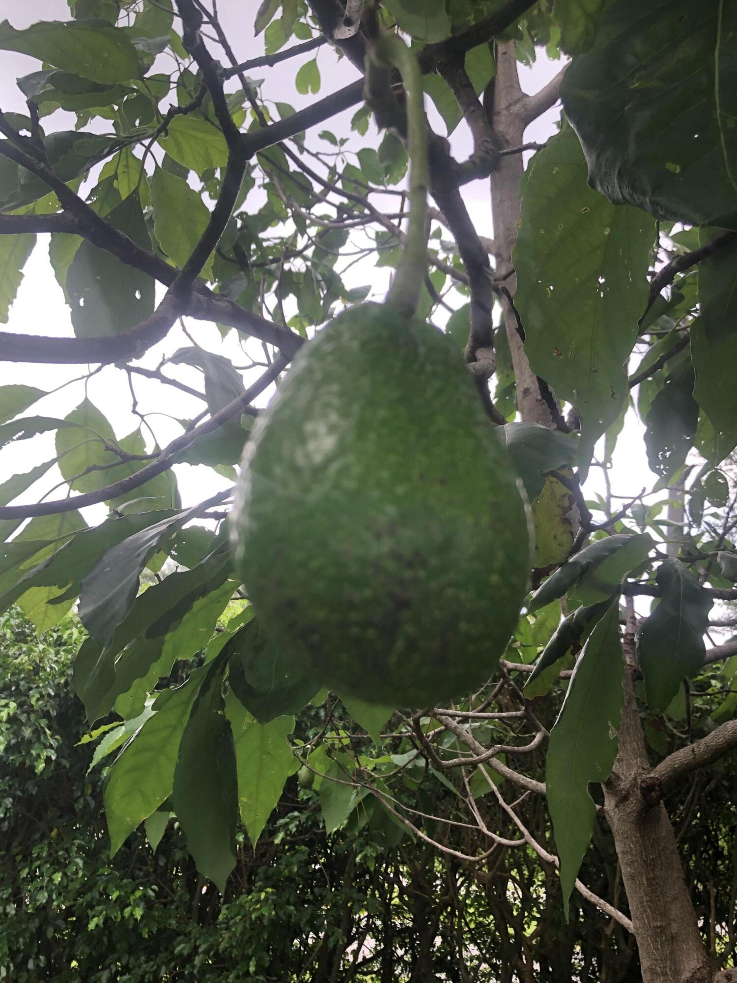 2941 Northwest 24th Way Boca Raton, FL 33431 - Photo 45 of 51 IMG_3518