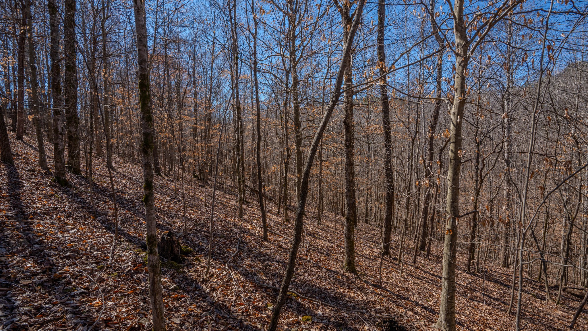 410 Pleasant Valley Road Ethridge, TN 38456 - Photo 46 of 51 Gallery Image 46