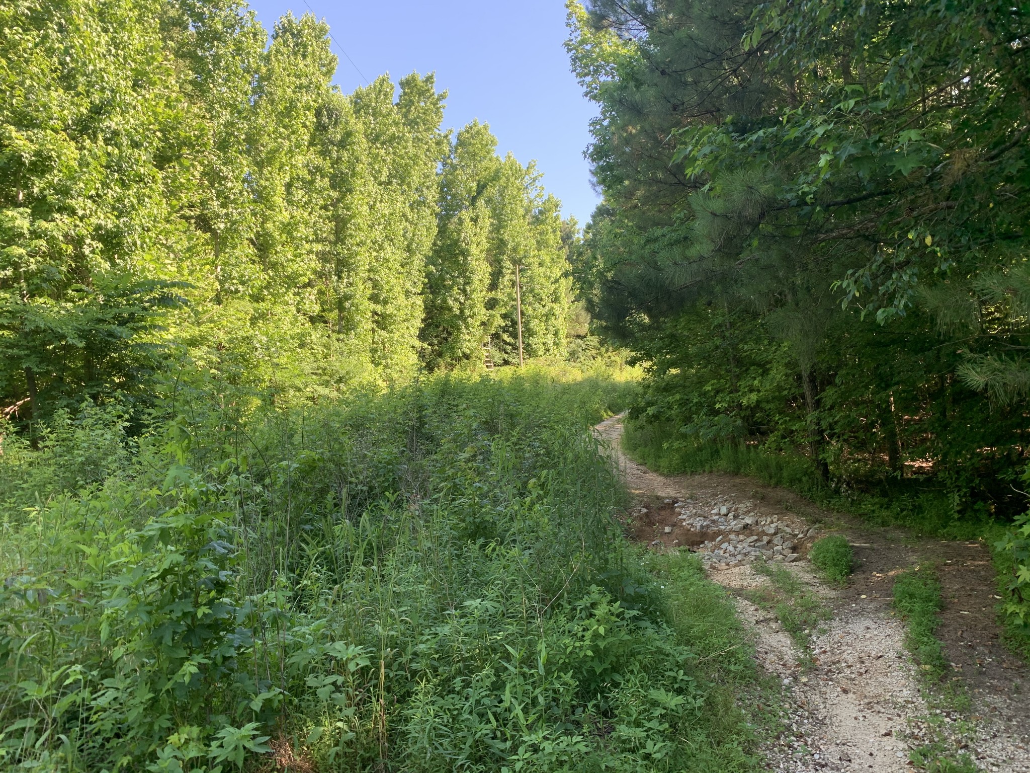 0 Lawrence Road Lexington, TN 38351 - Photo 4 of 11 a view of a lush green forest with large trees