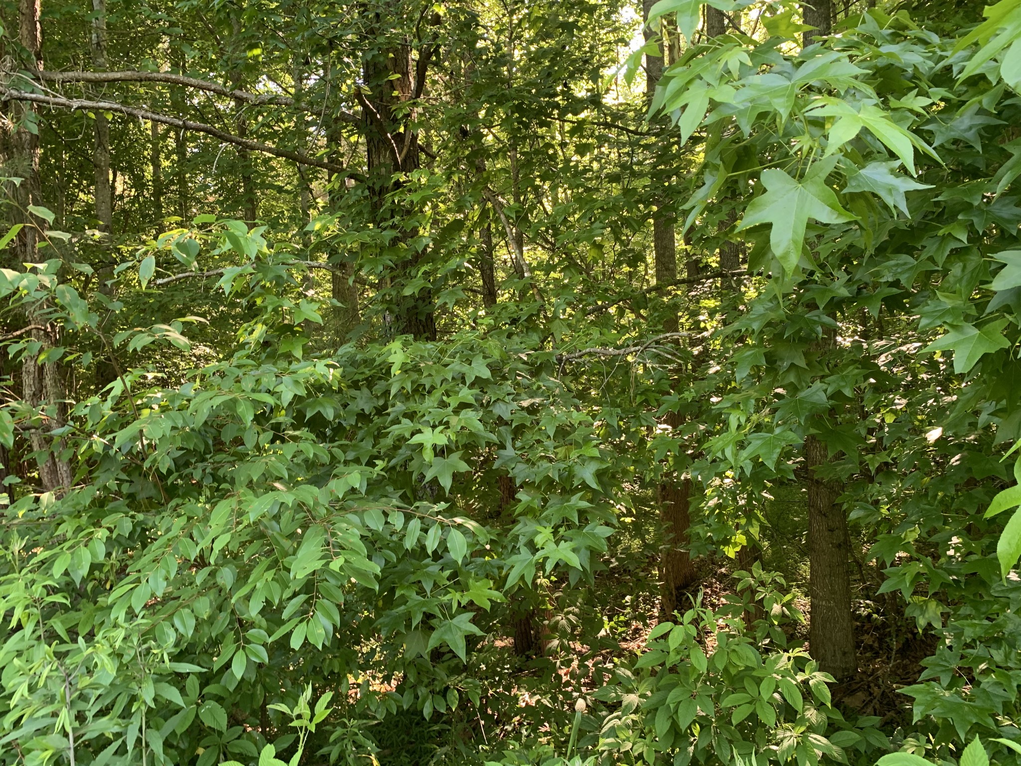 0 Lawrence Road Lexington, TN 38351 - Photo 5 of 11 a view of a lush green field