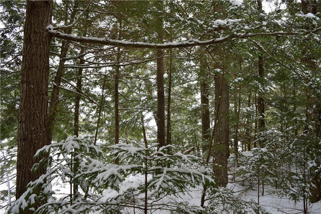 Lot 18 South Road Ellsworth, ME 04605 - Photo 9 of 10 Woods Near Shore