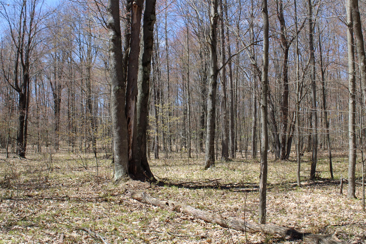 11401 Little George Lake Road Gladwin, MI 48624 - Photo 49 of 72