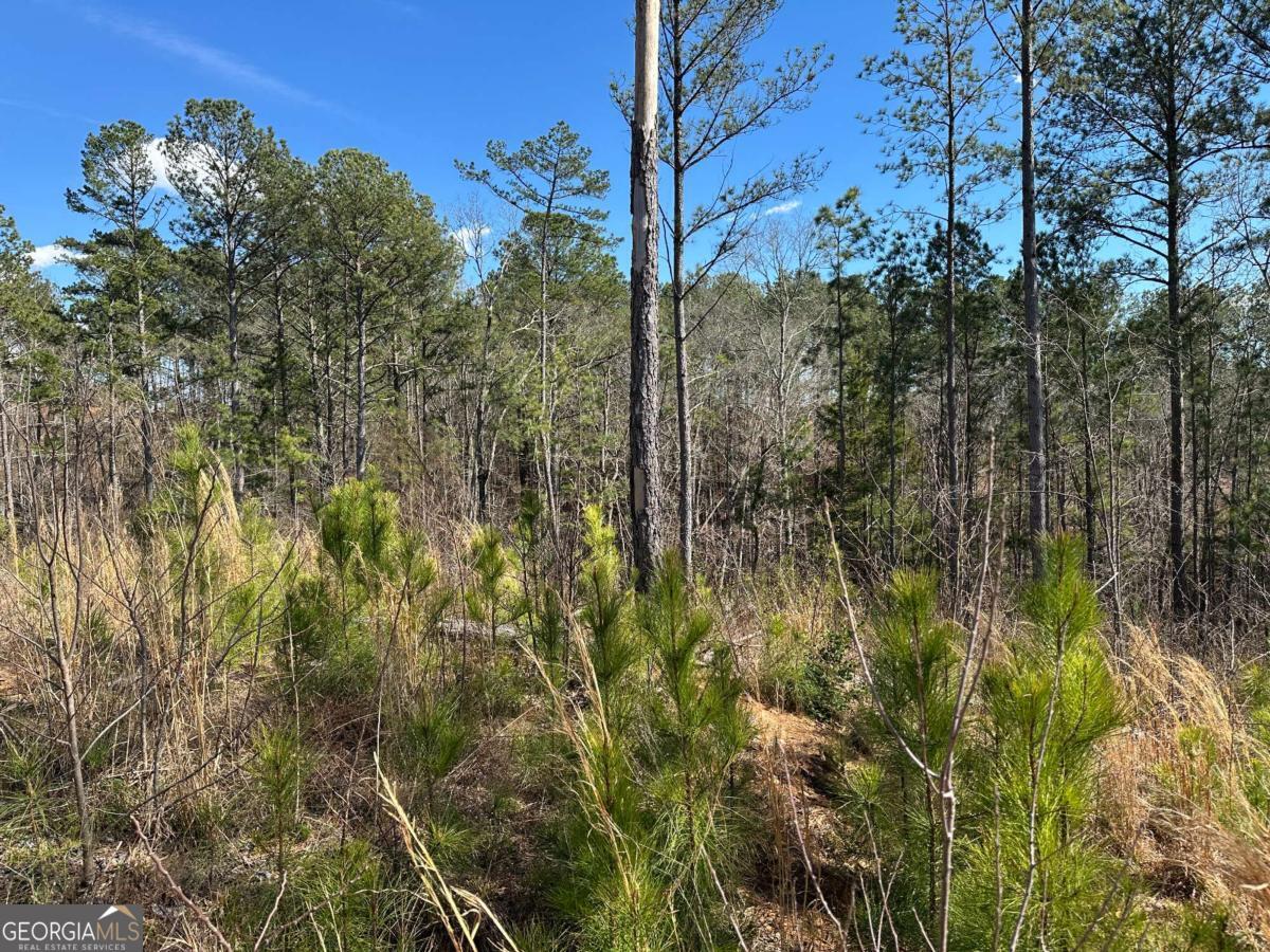 Lot 147 Creekside Crossing Talking Rock, GA 30175 - Photo 22 of 49 a view of a forest with a tree