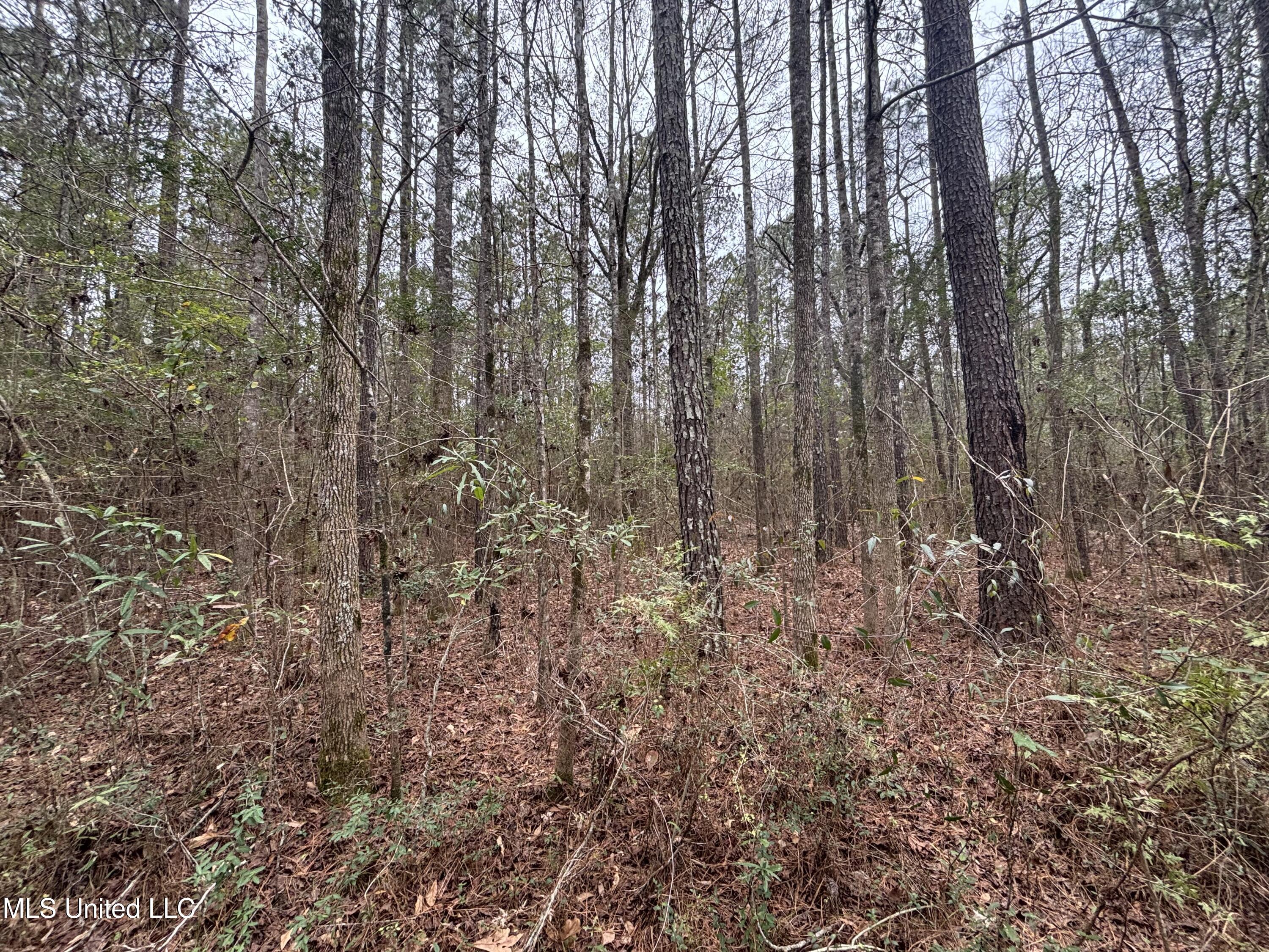 0 Magnolia Progress Road Magnolia, MS 39652 - Photo 12 of 30 IMG_2482