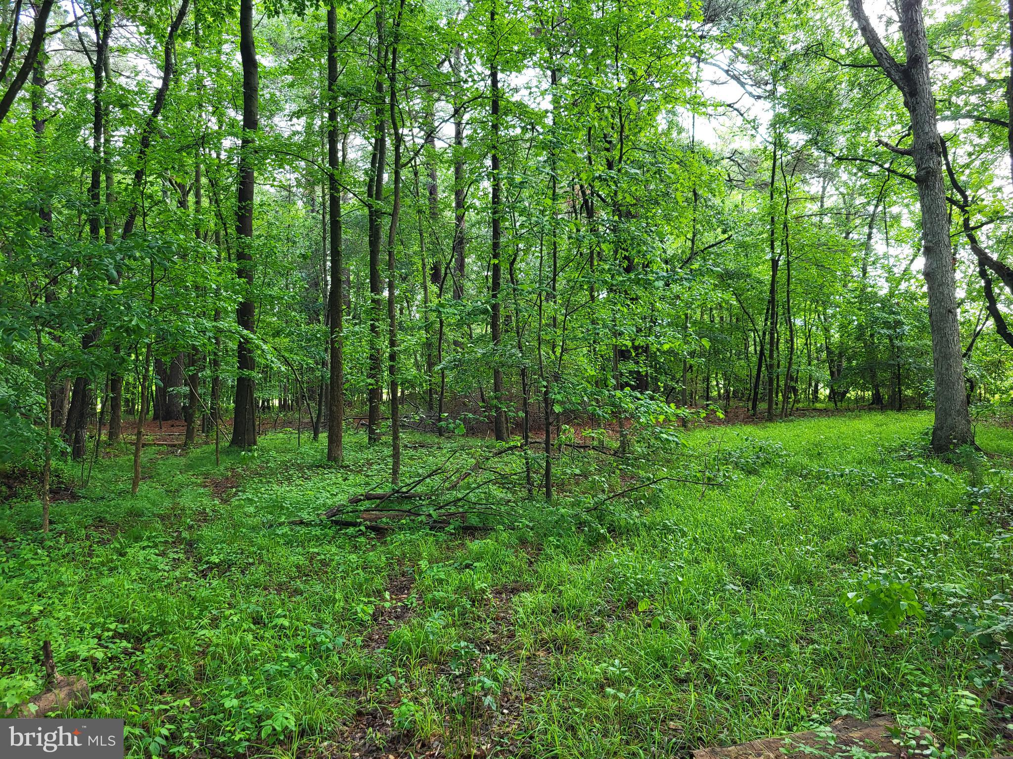 Lot B Blades Road Cordova, MD 21625 - Photo 4 of 5 Woods
