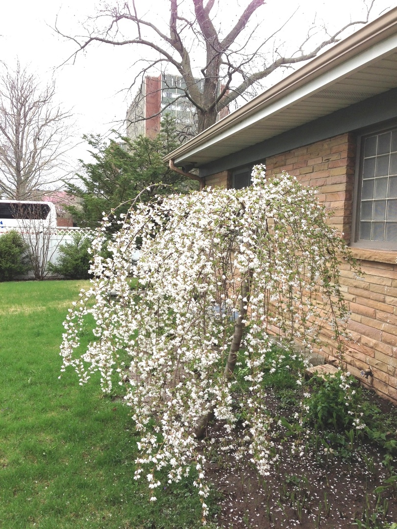 809 West Delaware Avenue Urbana, IL 61801 - Photo 6 of 10 a view of a yard