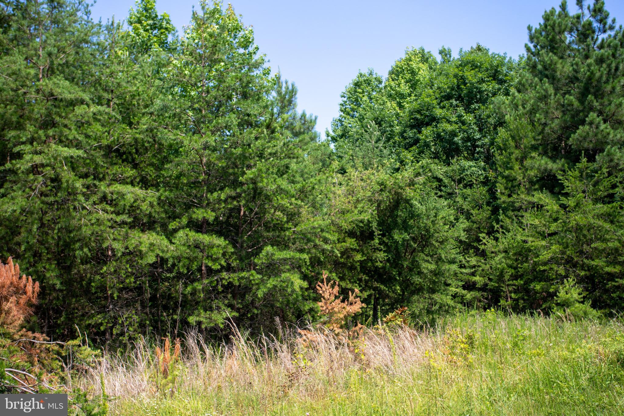 Tbd Springfield Road, Unit 1 Meherrin, VA 23954 - Photo 12 of 19 a view of a lush green forest